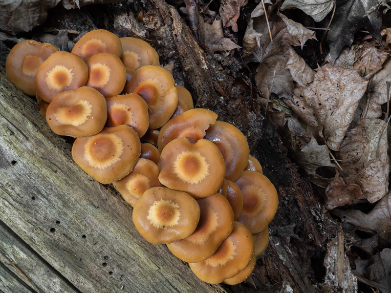 Kuehneromyces mutabilis